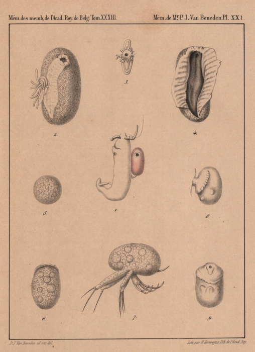 Van Beneden (1861, pl. 21)