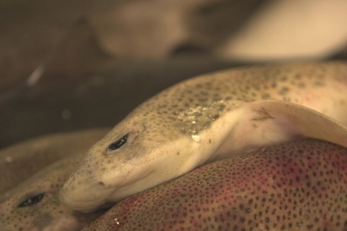 Hondshaai (Scyliorhinus canicula)