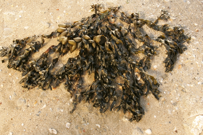 Blaaswier