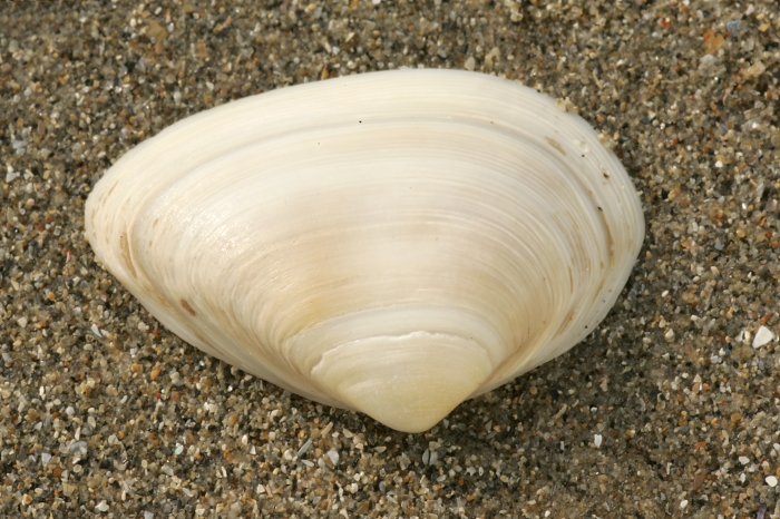 Halfgeknotte strandschelp