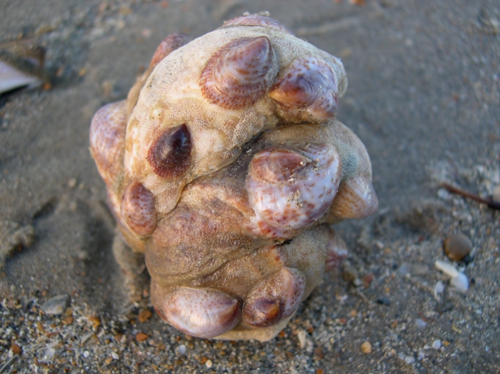 Muiltje - Crepidula fornicata