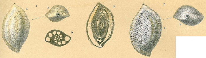 Sigmoilopsis schlumbergeri Sigmoilopsis schlumbergeri