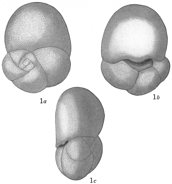 Discorbis allomorphinoides