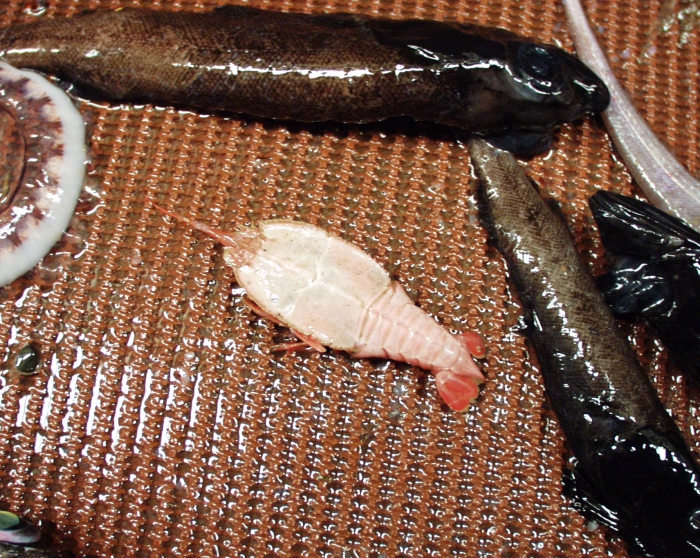 Deep sea shrimp