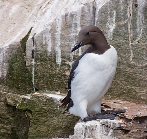 Common Murre