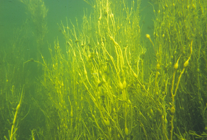 Ascophyllum