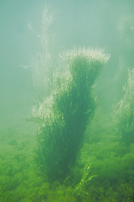ascophyllum