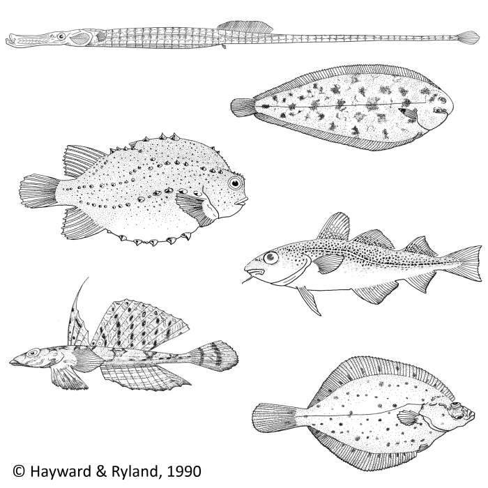Actinopterygii Actinopterygii