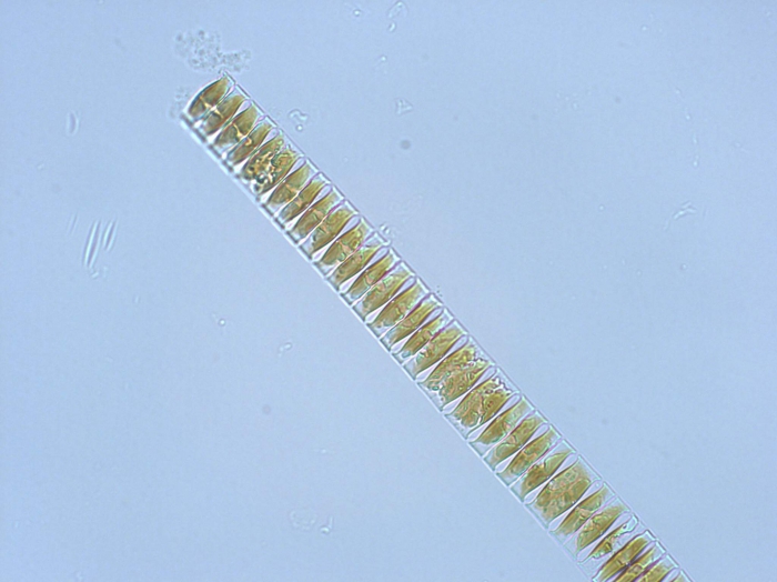 Plagiogrammopsis vanheurckii (Grunow) Halse, von Stosch et Syvertsen