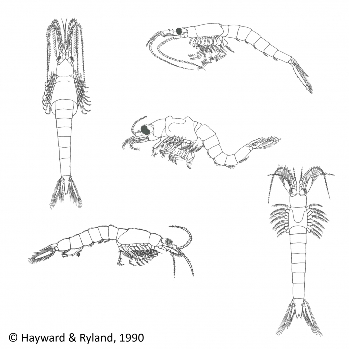 Mysida Mysida