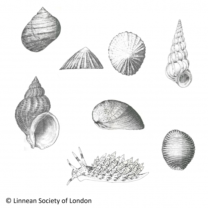 Gastropoda Gastropoda