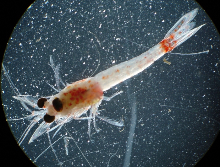 Hemimysis anomala Hemimysis anomala