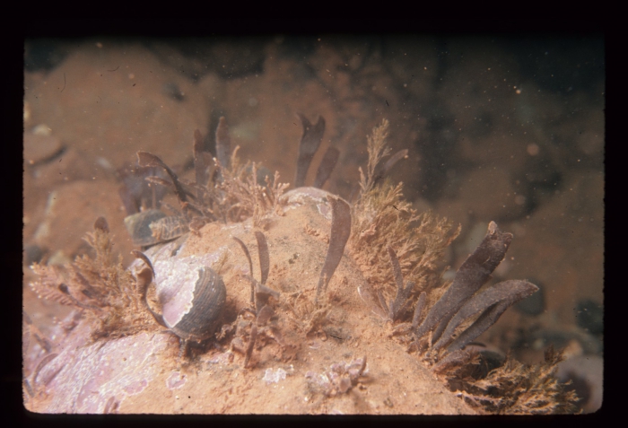 Chondrus