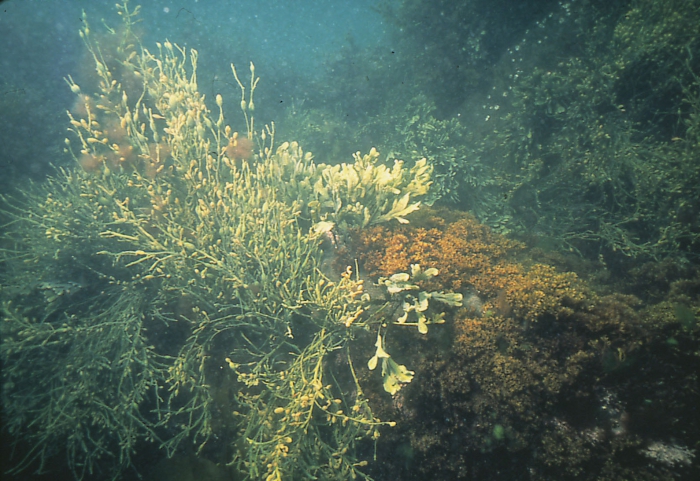 Ascophyllum, Chondrus and Fucus