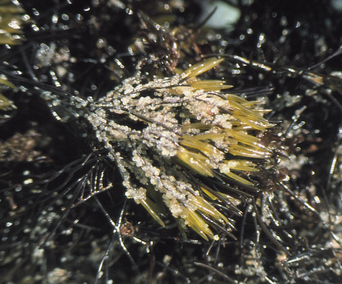 Furcellaria