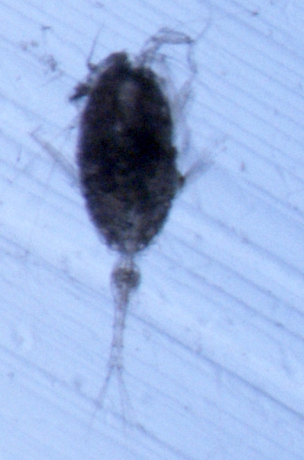 Conaea rapax