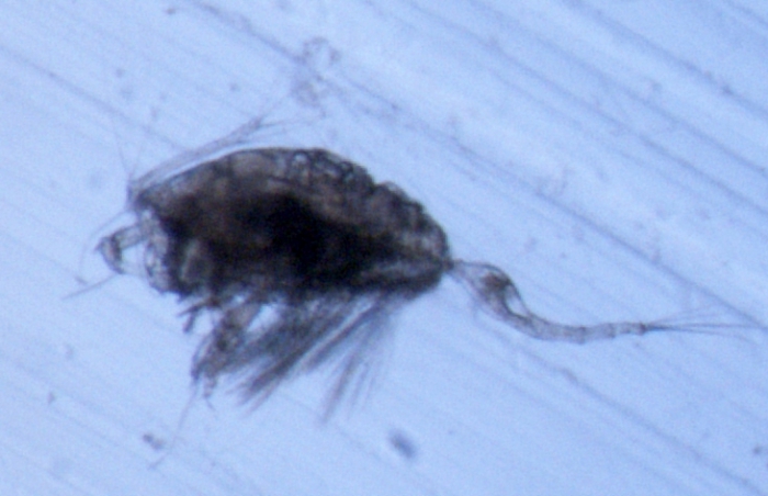 Conaea rapax