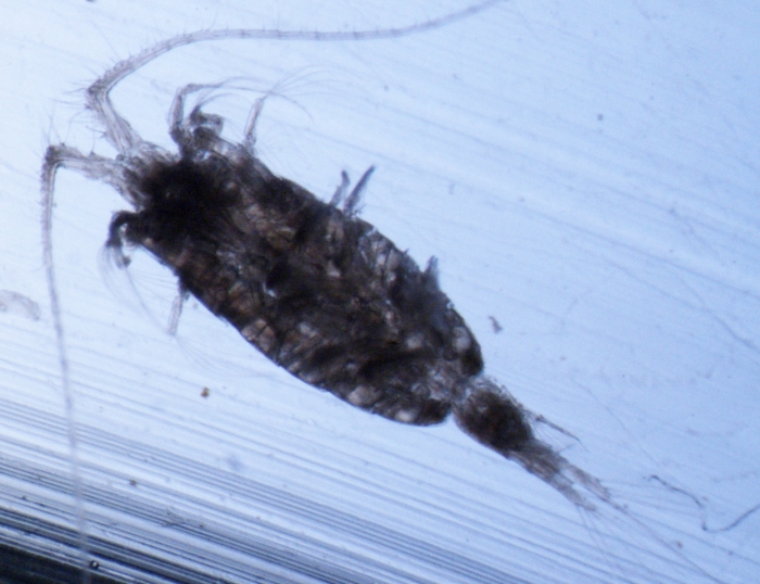 Heterorhabdus norvegica F
