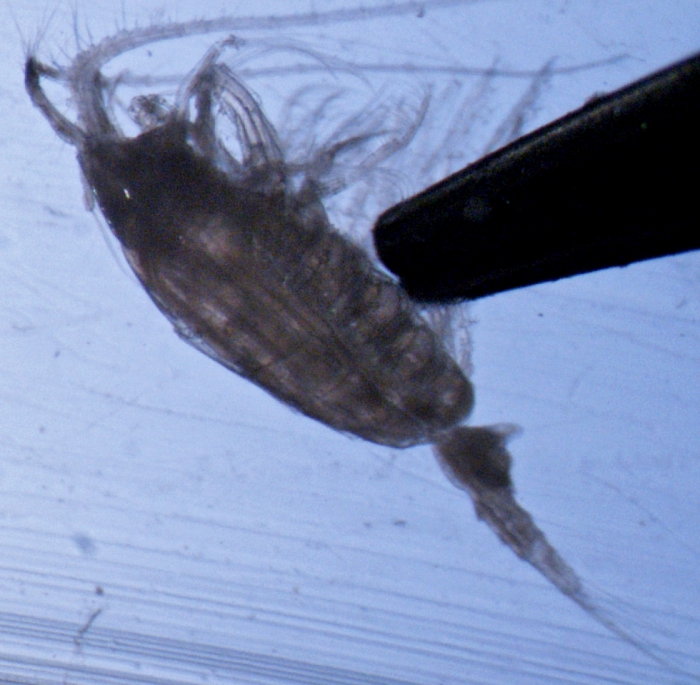 Heterorhabdus norvegica F