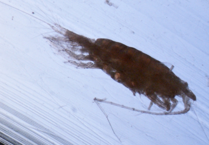 Heterorhabdus norvegica M
