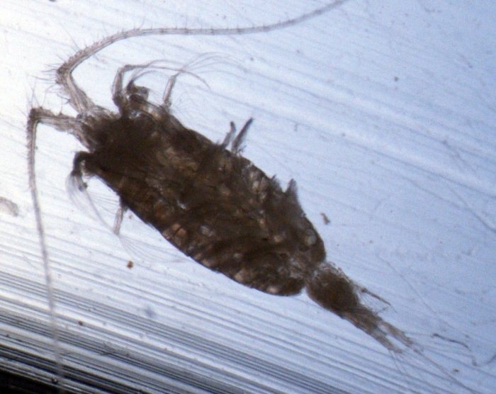 Heterorhabdus norvegica F