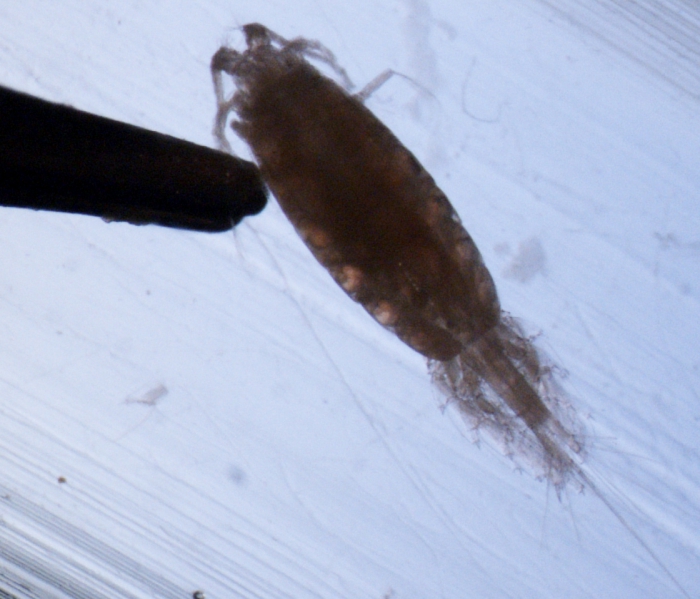 Heterorhabdus norvegicus M