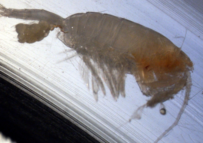 Paraeuchaeta glacialis F