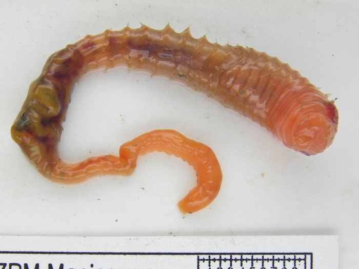 Amphitrite cirrata