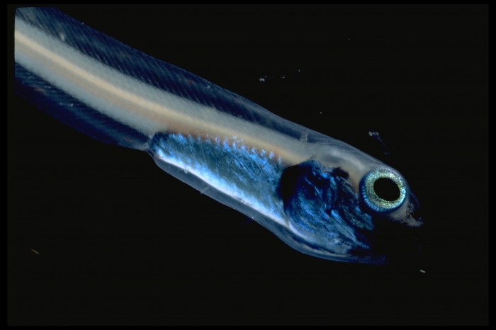 Melanostigma atlanticum