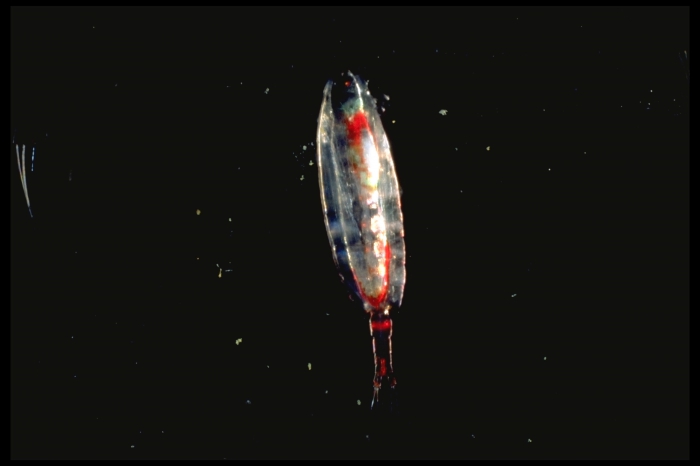 Calanus hyperboreus