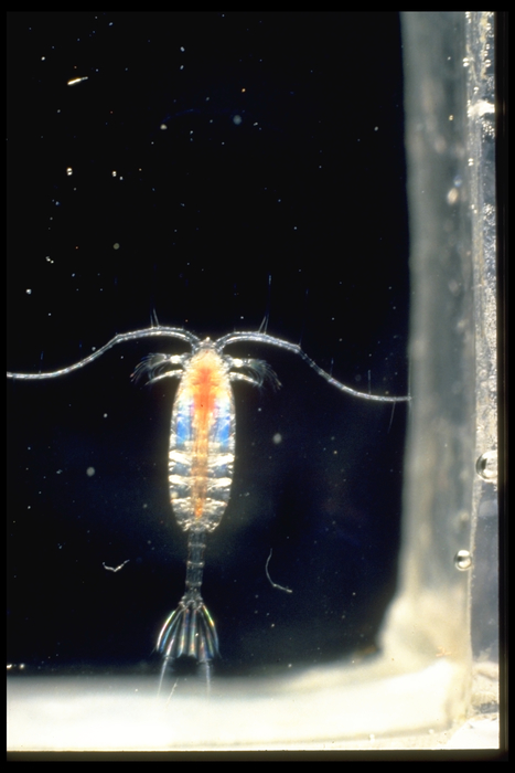 Paraeuchaeta norvegica