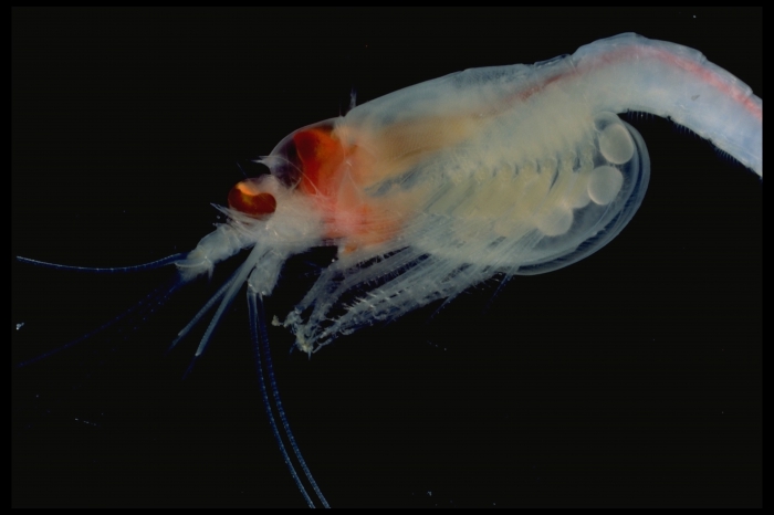 Boreomysis arctica - egg-bearing Boreomysis arctica - egg-bearing