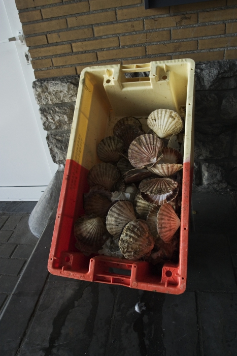 Sint-Jacobsschelpen - Pecten maximus