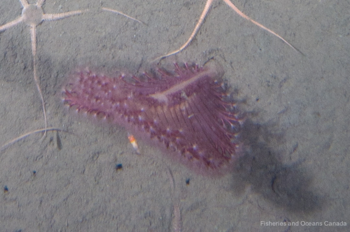 Pennatula aculeata - sea pen