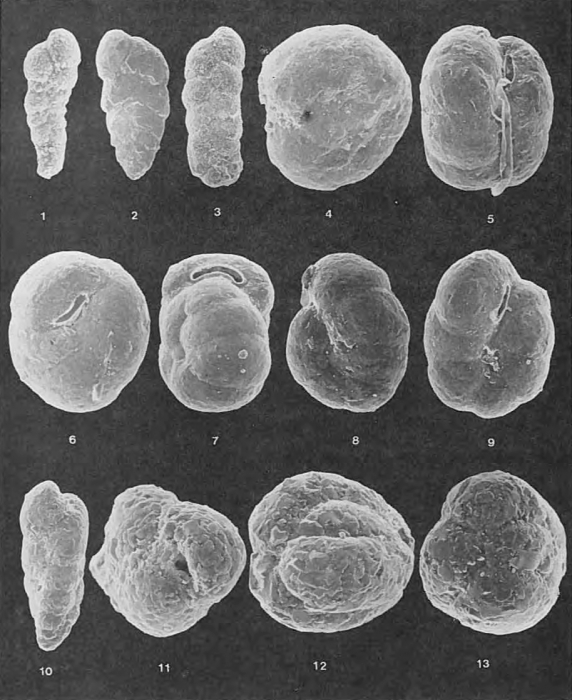 Foraminifera - Plate 3 - Lituolidae, Textulariidae, Ataxophragmiidae Foraminifera - Plate 3 - Lituolidae, Textulariidae, Ataxophragmiidae