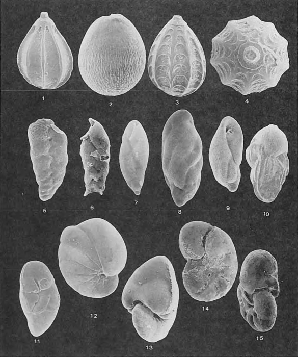 Foraminifera - Plate 6 - Glandulinidae, Turrilinidae, Bolivinitidae, Uvigerinidae, Nonionidae, Robertinidae, Caucasinidae Foraminifera - Plate 6 - Glandulinidae, Turrilinidae, Bolivinitidae, Uvigerinidae, Nonionidae, Robertinidae, Caucasinidae