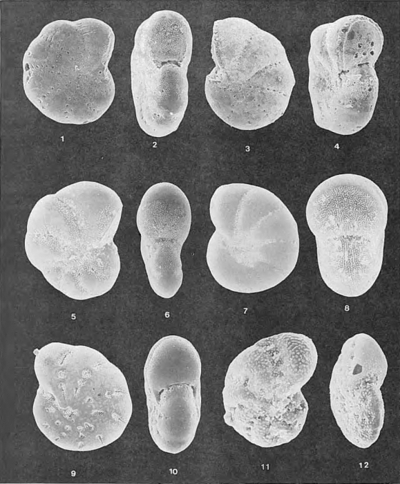Foraminifera - Plate 7 - Elphidiidae Foraminifera - Plate 7 - Elphidiidae