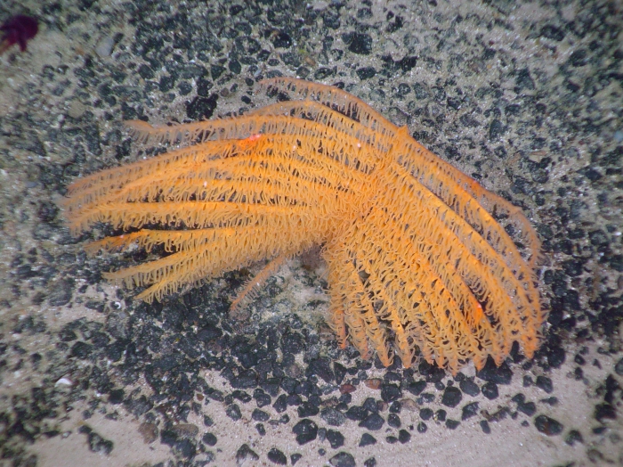 Bathypathes sp.