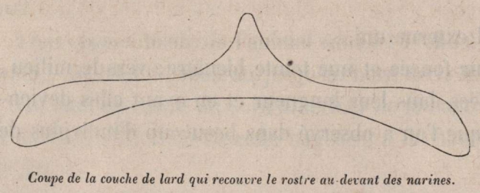 Van Beneden (1870, fig. 02)