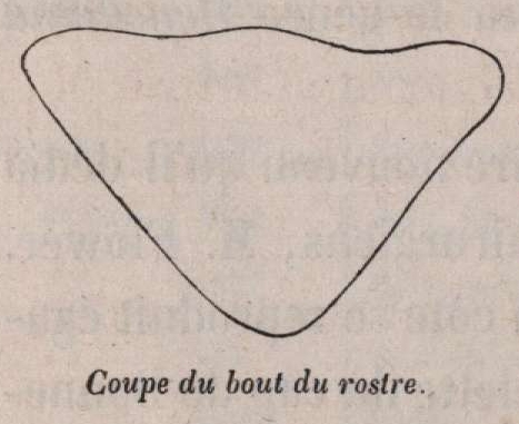 Van Beneden (1870, fig. 04)