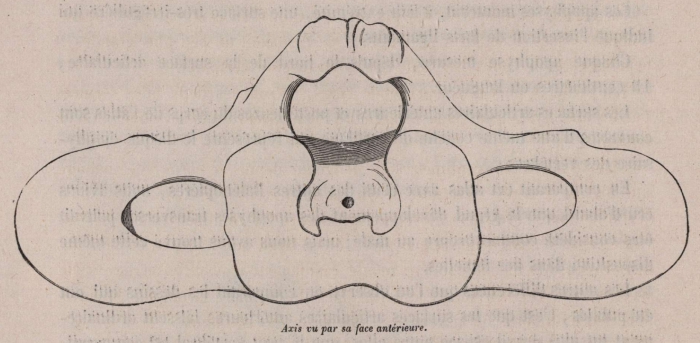 Van Beneden (1870, fig. 06)