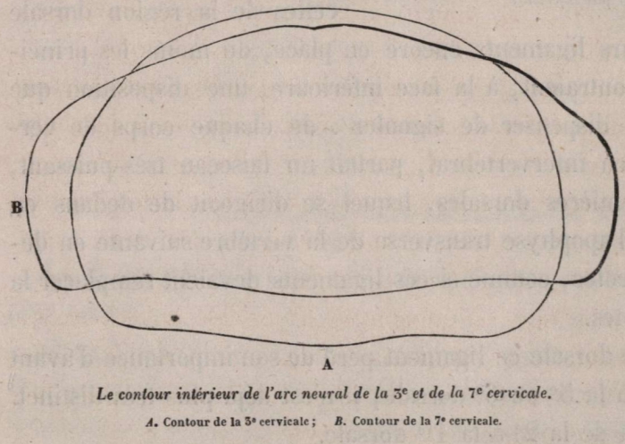 Van Beneden (1870, fig. 07)