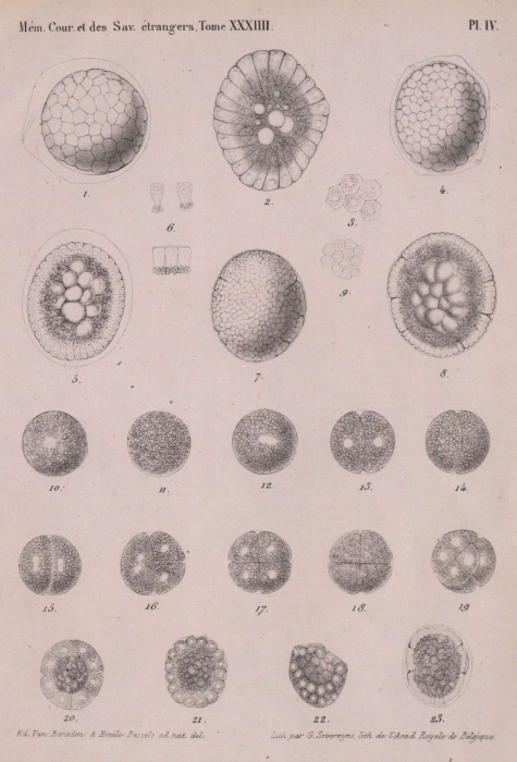 Van Beneden & Bessels (1868, pl. 4)