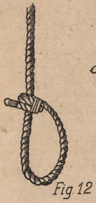 De Jonghe (1912, fig. 12)