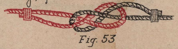 De Jonghe (1912, fig. 53)