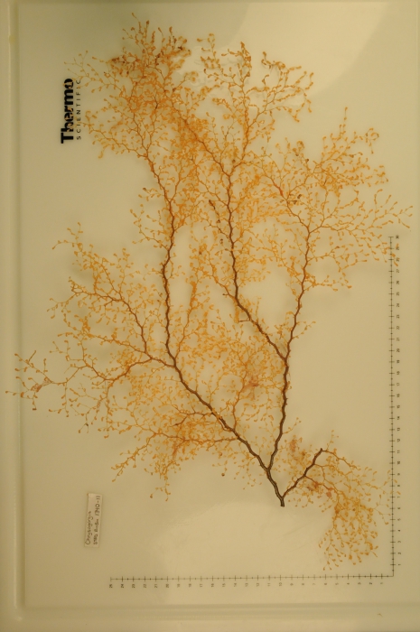 Chrysogorgia