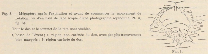 Racovitza (1903, fig. 03)