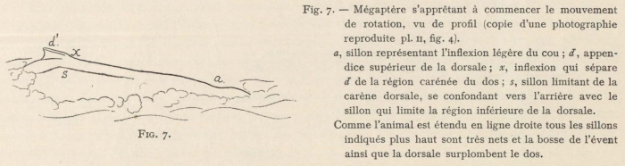 Racovitza (1903, fig. 07)