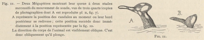 Racovitza (1903, fig. 11)