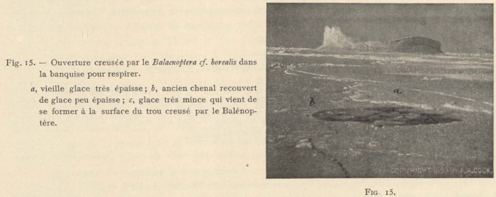 Racovitza (1903, fig. 15)